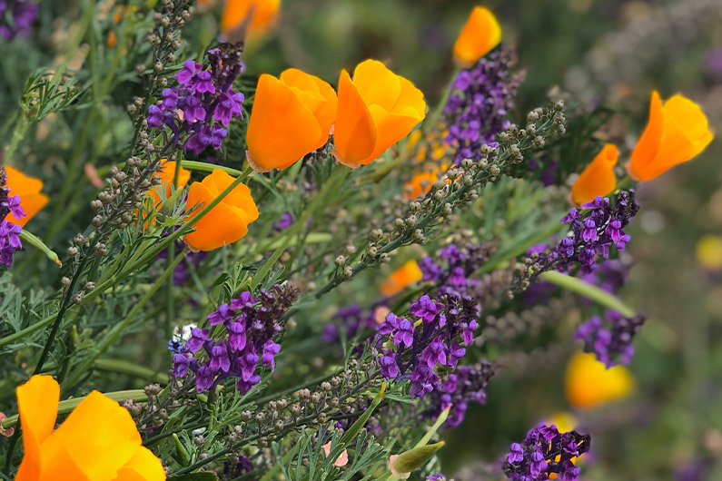 Radiant Female Walking Book Club | orange california poppies and purple salvia